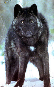 British colombian wolves - Wolves wolves wolves Wiki