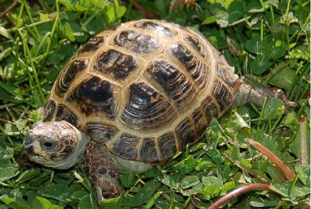 Horsfield's/Russian Tortoise - Exotic Pets Wiki