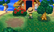 Bush - Animal Crossing Wiki