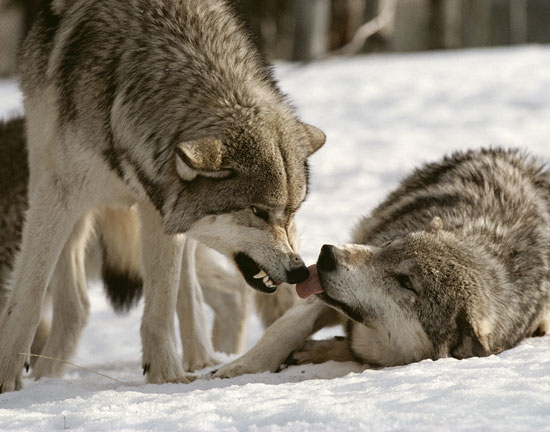 Communication | Wolves Of Yellowstone Wiki | Fandom