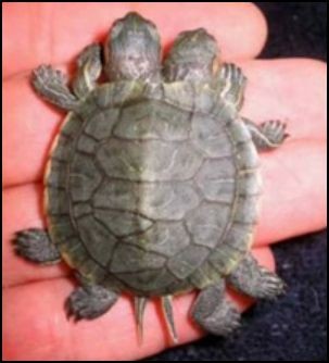 Image - Mutant Turtle.jpg - TMNTPedia