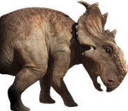 Pachyrhinosaurus - Dinopedia - the free dinosaur encyclopedia