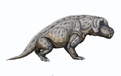 Anteosaurus - Dinopedia - the free dinosaur encyclopedia