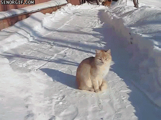 Cat_loves_a_snowball_fight.gif