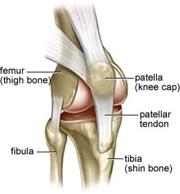 Patellar Tendon - House Wiki