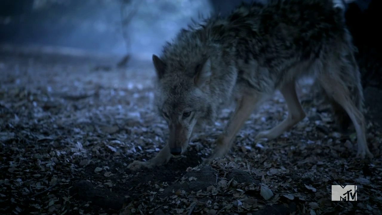 Image - Teen Wolf Season 3 Episode 14 Werecoyote docile.png - Teen Wolf ...