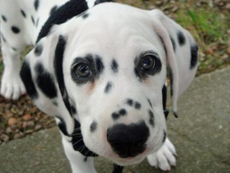 Image - Dalmatian 2.jpg - Poochpedia - Wikia