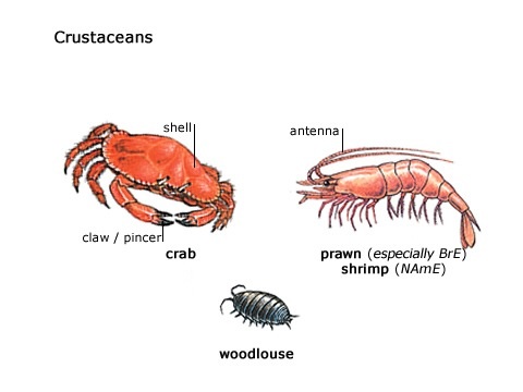 Crustacean - Cryptid Wiki